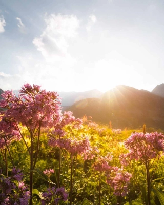 Urner Berglandschaft mit Blumen im Fokus, im Hintergrund die Bergkulisse